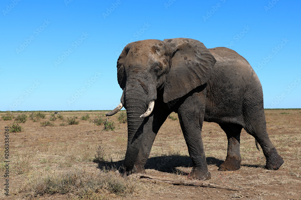 Fototapeta premium Afrikanischer Elefant / African elephant / Loxodonta africana