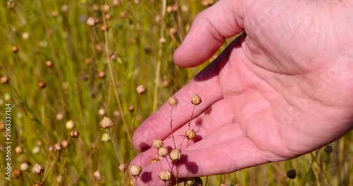 Golden flax on a field plot, oilseed flax with many hard boxes is presented in the form of dense planting outdoors in the field.