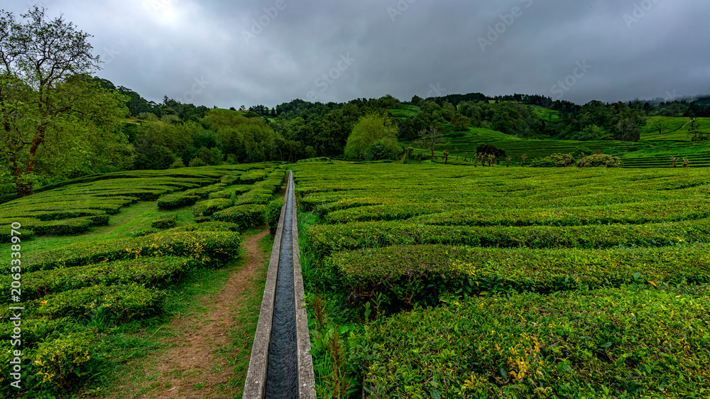 Naklejka premium Green tea plants on terraced hillsides with concrete irrigation water channel