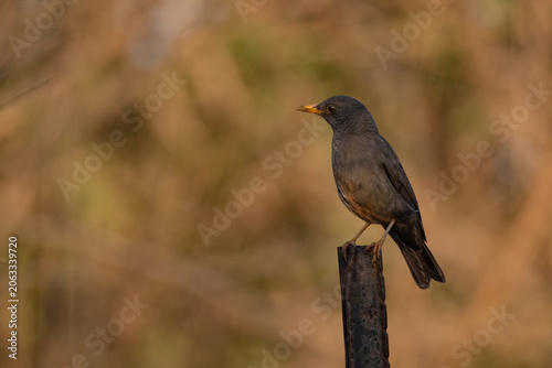 Karoo Thrush Perched with a soft background