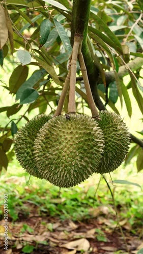 Close up of durian king of fruits on tree branch, tropical fruit in Thailand.