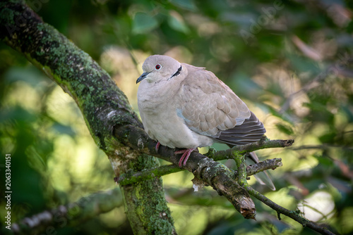 Streptopelia decaocto sitting on a birch branch