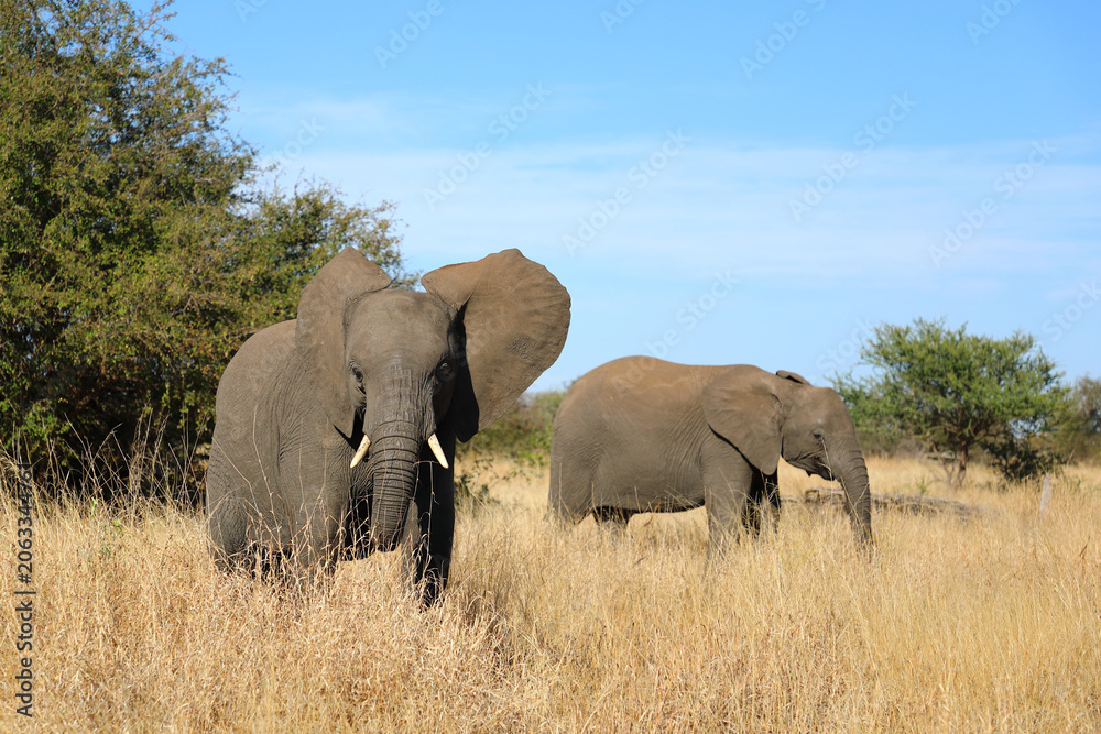 Fototapeta premium Afrikanischer Elefant / African elephant / Loxodonta africana
