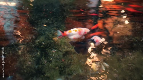 Top view of colorful koi fish and goldfish swimming in a murky pond with aquatic plants.