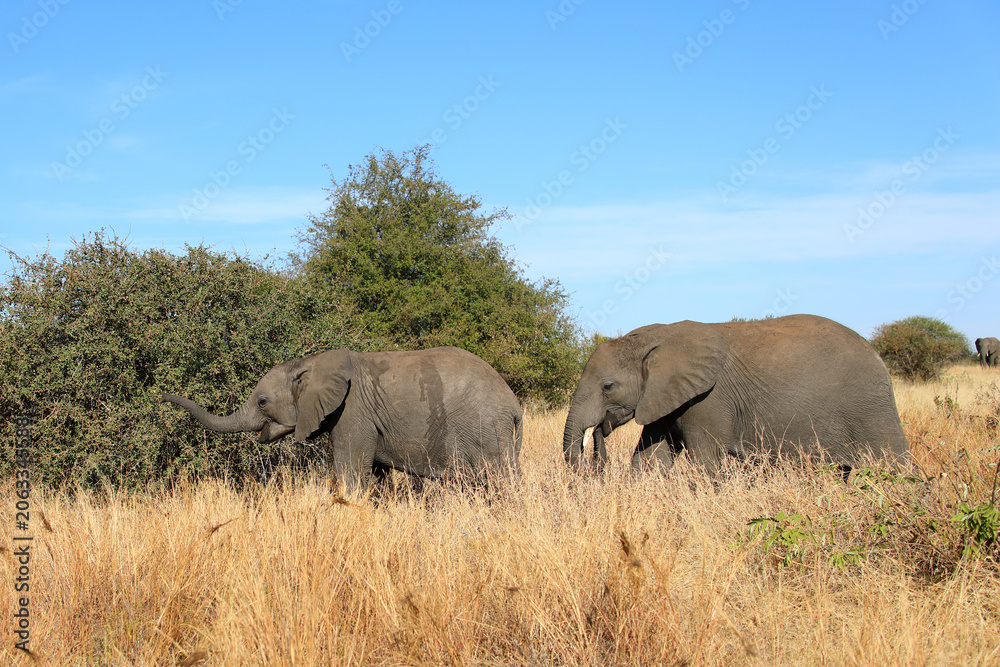 Obraz premium Afrikanischer Elefant / African elephant / Loxodonta africana