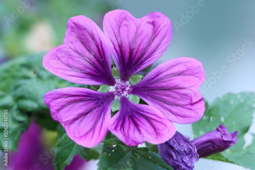 Fleur violette de grande mauve, Malva sylvestris, en gros plan