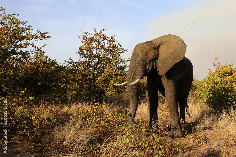 Obraz premium Afrikanischer Elefant / African elephant / Loxodonta africana