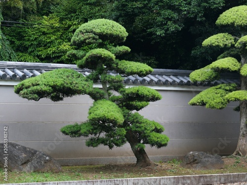 Carefully Pruned Japanese Garden Pine Tree in Narita Japan