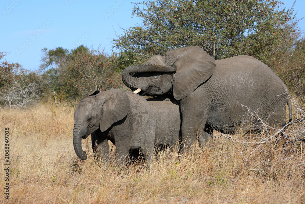 Fototapeta premium Afrikanischer Elefant / African elephant / Loxodonta africana