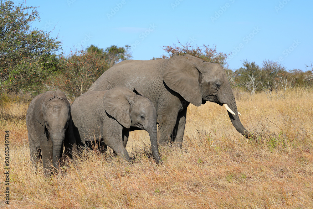 Obraz premium Afrikanischer Elefant / African elephant / Loxodonta africana