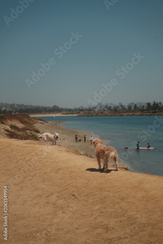 Dogs playing at fiesta island dog park in san diego