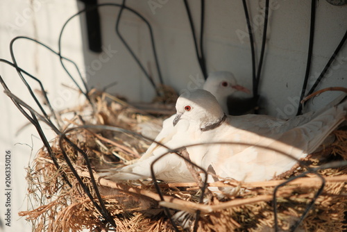 White doves resting in a nest in captivity