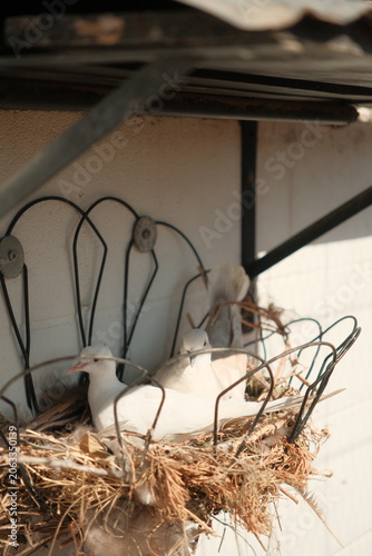White doves resting in a nest in captivity
