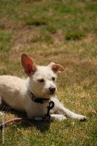 Small scrappy wiry haired fluffy white dog with pointy ears laying on grass in the summer time