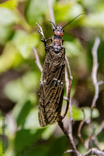 фотографія dobsonfly fishfly on stick in hunting position ambush waiting wings closeup