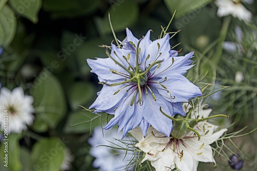 Beautiful Nigella Demascena