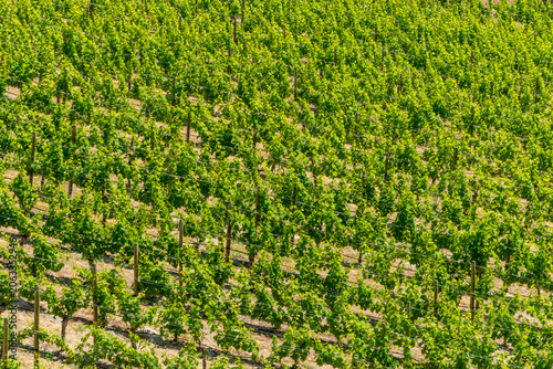 Canada, BC, Naramata.  Orderly rows of grape vines on the Naramata Bench wine growing region.
