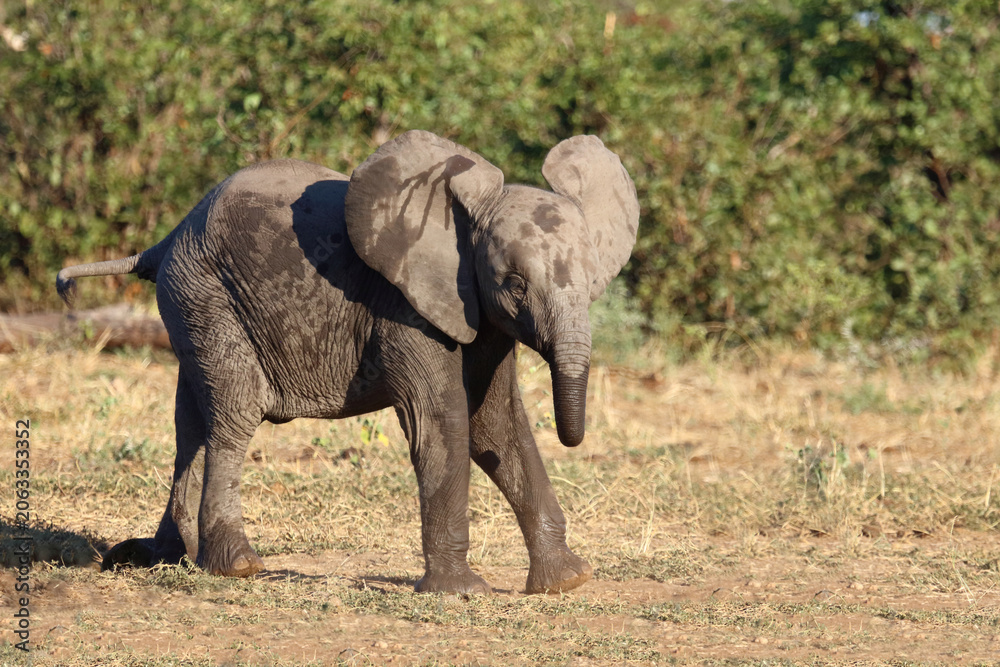 Fototapeta premium Afrikanischer Elefant / African elephant / Loxodonta africana