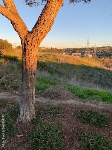 Canvas Print Golden hour sunlight hitting the bark of a large, distinctive Y-shaped tree trunk on a hillside overlooking a green canyon in Carlsbad, California