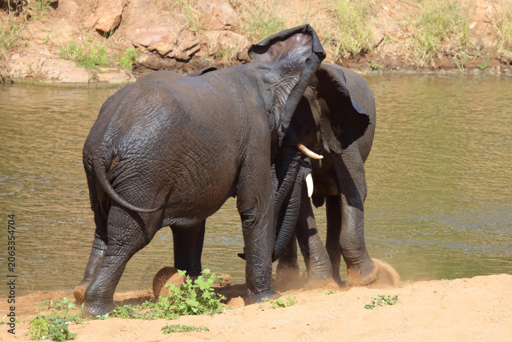 Fototapeta premium Afrikanischer Elefant / African elephant / Loxodonta africana