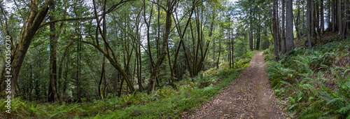 Fotografija Panorama of a dirt trail climbs up a lush redwood forest hillside