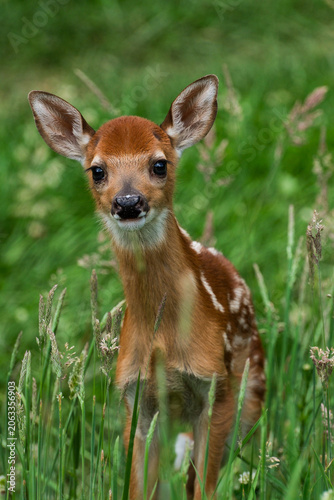 Fawn portrait
