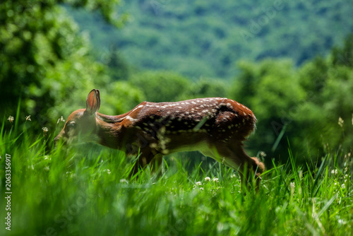 Deer side walk 