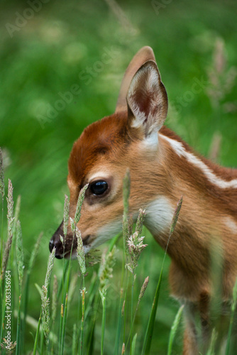 Deer side face 