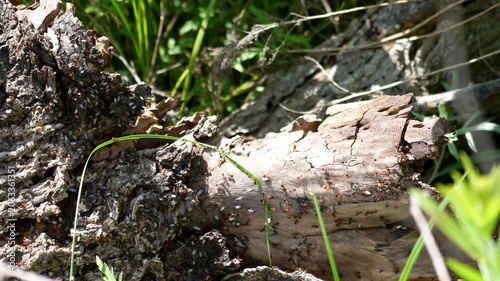 ant colony raid or nuptial flight with thousands of ants on log stump