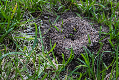 Foto Cornfield ants prefer thinning turf or open soil to build these characteristic small crater-like structures