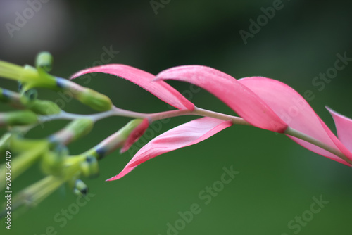 Принти на полотні Close-up of a blooming Queen's Tears bromeliad flower showcasing vibrant pink bracts and curled green buds against a soft green background