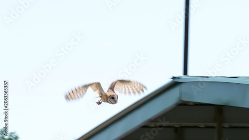 barn owl flies over lake during daylight hours