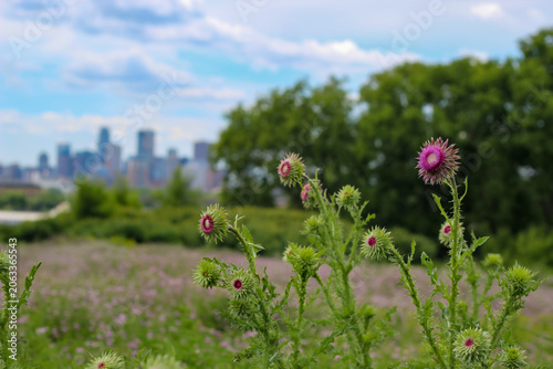 Εκτύπωση καμβά Wild thistles blooming over a blurred city skyline, symbolizing nature's resilience, growth, and survival amidst urban development