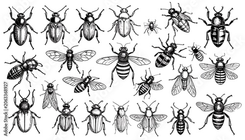 Black and white illustration showcases an assortment of insects, depicting various beetles and bees in detailed sketches