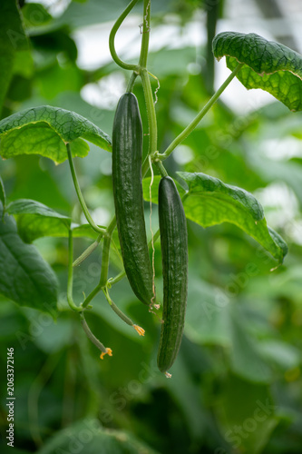 Fresh farm cucumbers vegetables, harvesting, processing in greenhouse after harvest, sorting, packaging, agricultural innovations in Netherlands, food growing farm in Europe