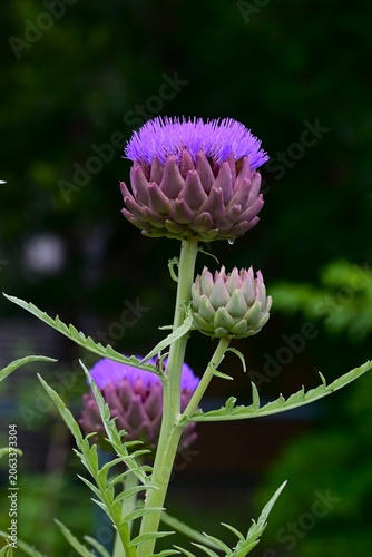 Artichoke (Cynara scolymus). Asteraceae perennial.
A spring vegetable whose young buds are edible. It blooms with reddish-purple flowers in early summer.