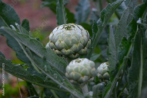 Artichoke (Cynara scolymus). Asteraceae perennial.
A spring vegetable whose young buds are edible. It blooms with reddish-purple flowers in early summer.