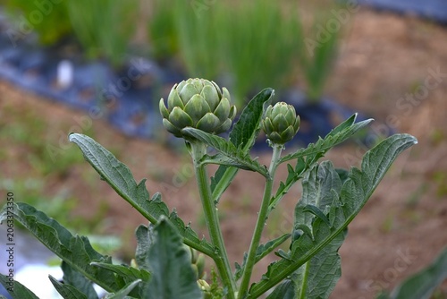 Artichoke (Cynara scolymus). Asteraceae perennial.
A spring vegetable whose young buds are edible. It blooms with reddish-purple flowers in early summer.