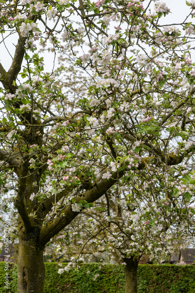 Fototapeta premium Spring blossom of apples fruit trees in april, rows of trees in orchard in the Netherlands, food production in Europe