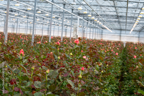 Canvastavla Dutch greenhouse with growing roses flowers, variety of roses, high quality flow