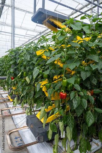 Konstfotografi Growing of green or red bell sweet paprika  vegetables, rows of plants, processi