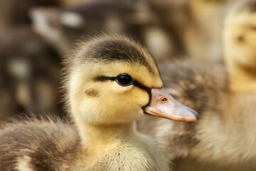 Cute fluffy duckling profile. Tiny downy bird with dark eye and striped head looks curious. Small farm animal with soft feathers stands with others. Newborn duck chick closeup. Nature detail.