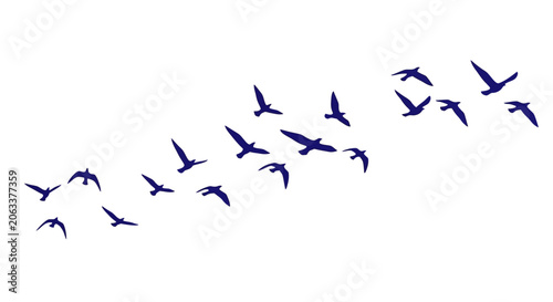 Photography Migrating birds silhouette vector, flock of flying seagulls in blue, wild bird g