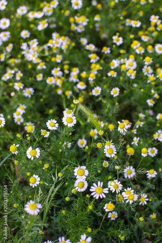 Beautiful wild chamomile flowers blooming in a summer meadow with green grass.