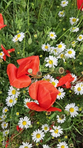 bouquet of red poppies in grass and  daisies in a meadow