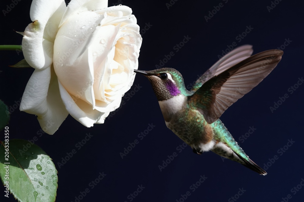 Fototapeta premium Tiny hummingbird bird sips nectar from dewy white rose. Small creature hovers with spread wings near flower petals. Dark background, macro view, water drops on plant leaves.