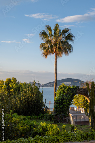 Принти на полотні Green gardens with palm and citrus trees on seaside shore between Gaeta and Form