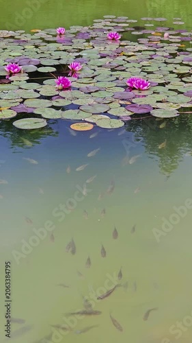 pink lotus flower in the pond. 