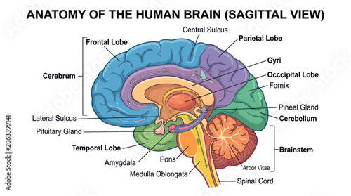 Bild auf Leinwand Human Brain Anatomy Sagittal View Diagram