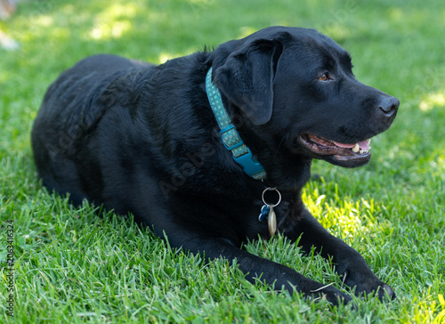 Фотография A captivating and detailed front-view close-up portrait of a healthy Black Labrador Retriever